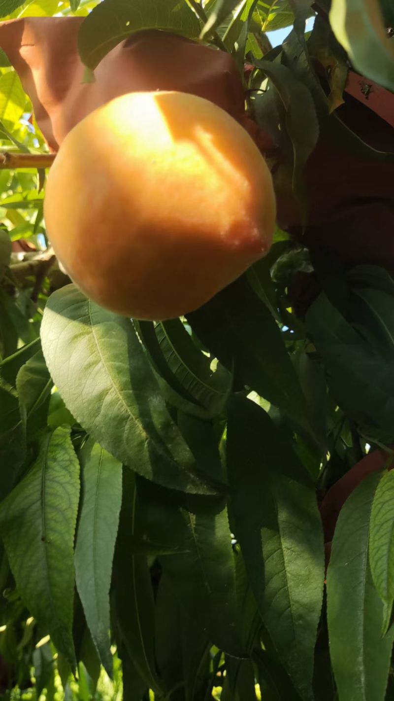 黄桃