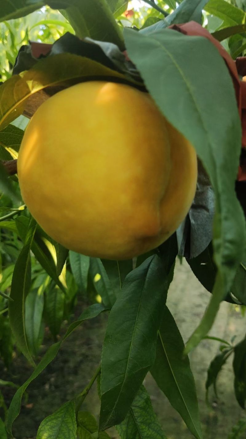 黄桃