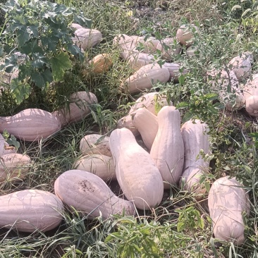 山坡地大型蜜本南瓜种植基地直发