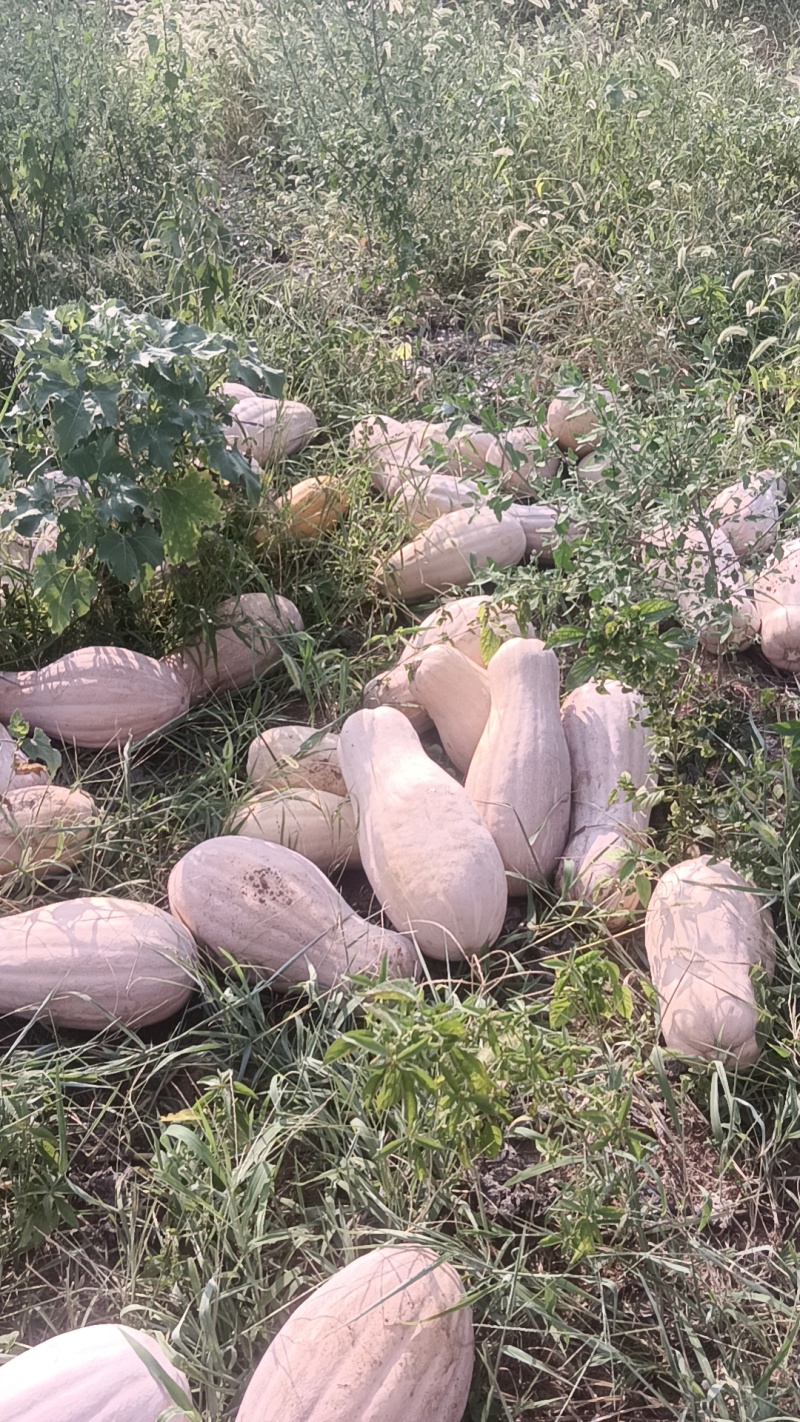 山坡地大型蜜本南瓜种植基地直发