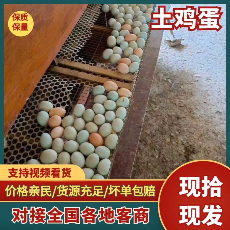 湖北潜江散养土鸡蛋量大从优视频看货现场看货产地直供