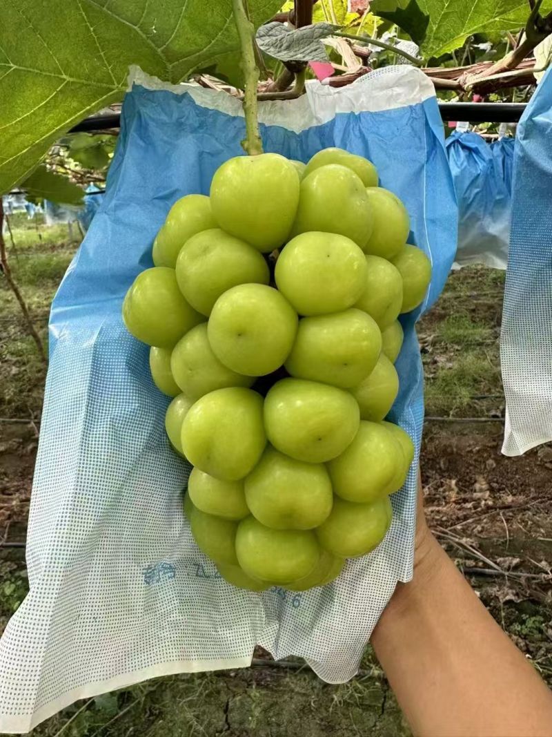 陕西《阳光玫瑰》供应电商/工厂/市场批发承接海外大型订单