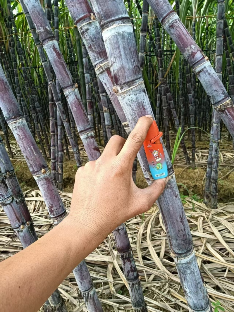 正宗广西黑皮，基地直发，质量保证，货源充足，对接各大档口