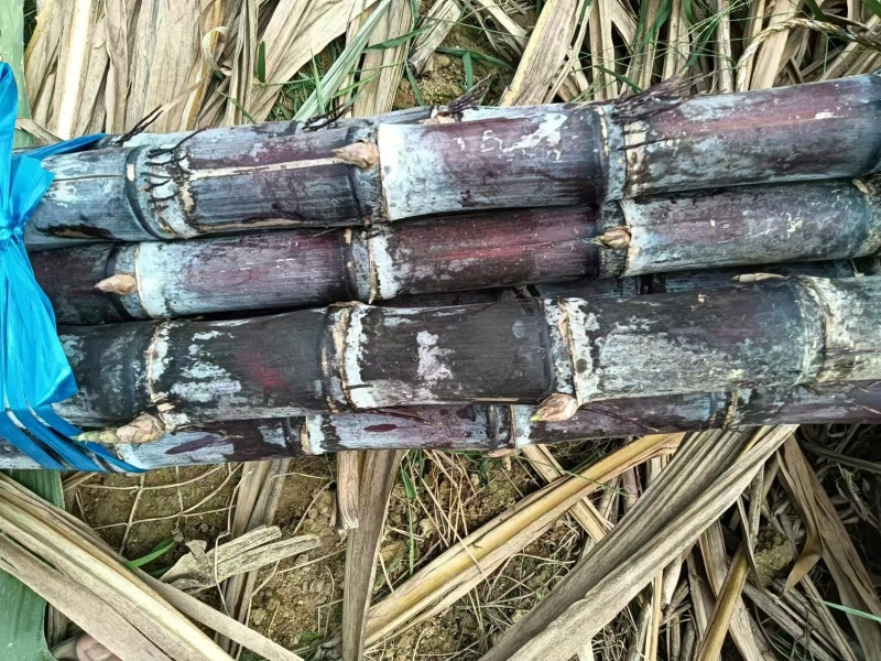 正宗广西黑皮，基地直发，质量保证，货源充足，对接各大档口