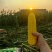 精品太阳花玉米甜玉米品质保证量大从优一手货源