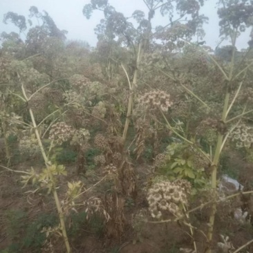 亳州地产白芷种子，农户自产纯2年新种子