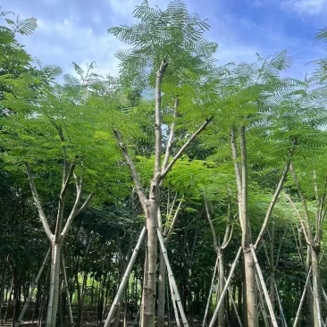 凤凰木12～14公分，需要联系