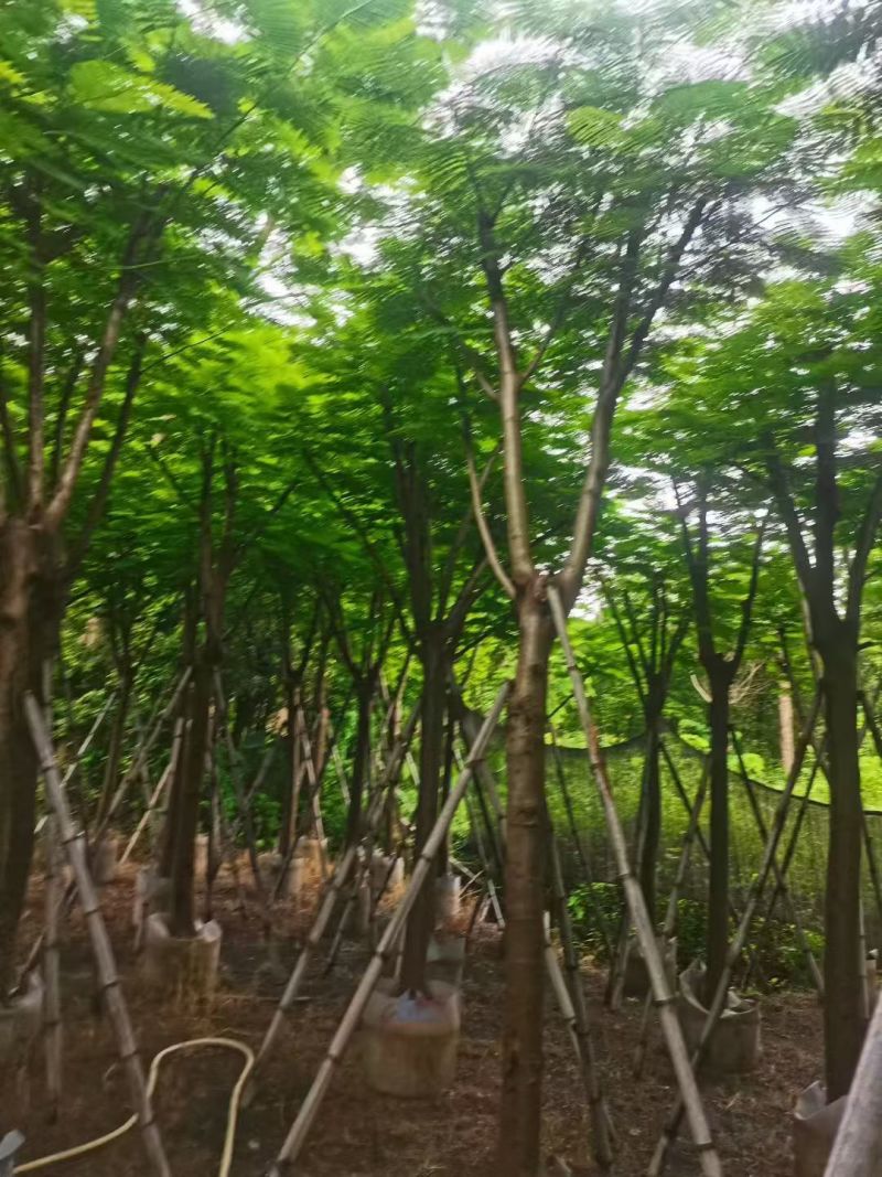 凤凰木12～14公分，需要联系