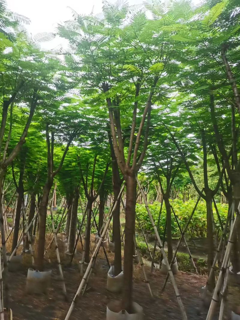 凤凰木12～14公分，需要联系