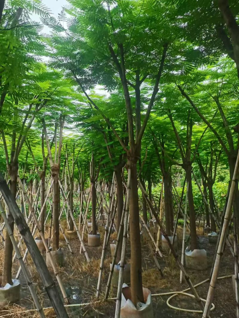 凤凰木12～14公分，需要联系