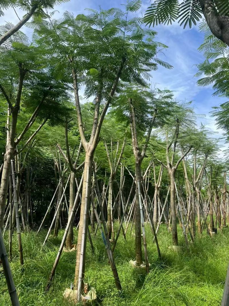 凤凰木12～14公分，需要联系