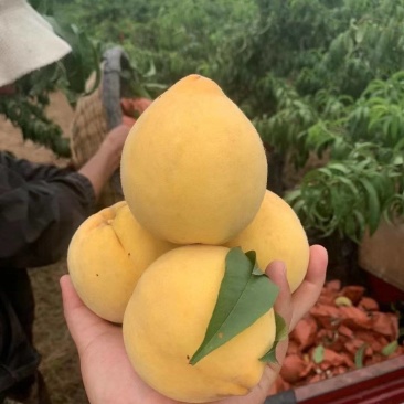 锦绣黄桃