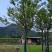 全冠香樟10～12分