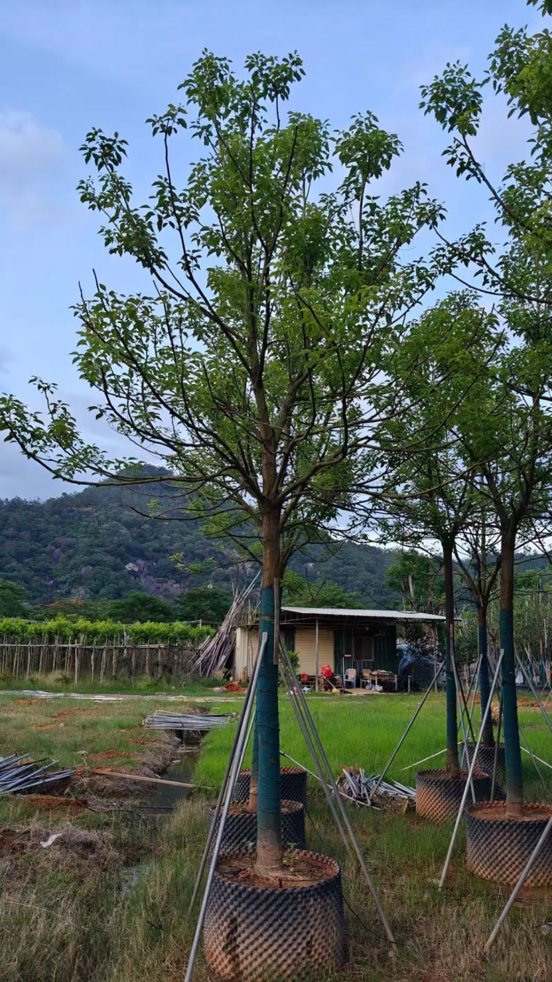 全冠香樟10～12分
