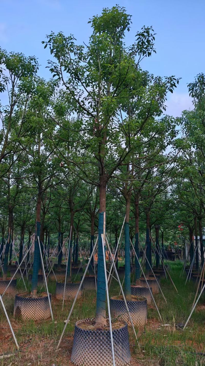 全冠香樟10～12分