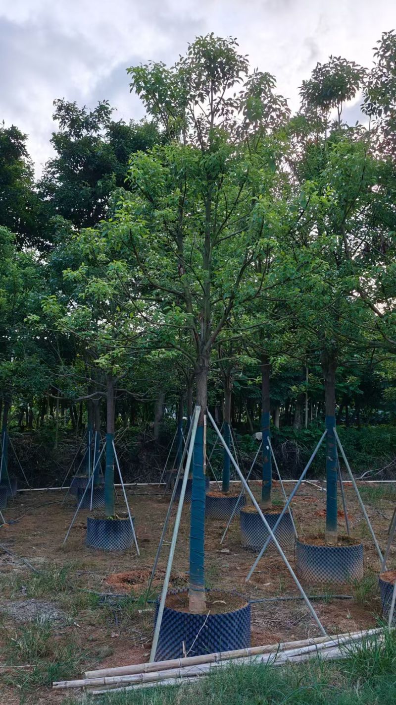 全冠香樟10～12分