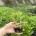 明月草苗子长寿菜苗，白背菜苗，富贵菜苗，可视频看货