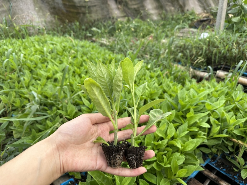 明月草苗子长寿菜苗，白背菜苗，富贵菜苗，可视频看货
