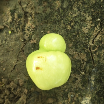 葫芦枣，似古人佩之葫芦形坠饰，小巧玲珑，藏匿于绿叶间，待