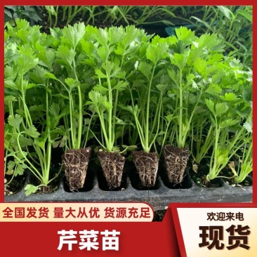 精品芹菜苗白芹苗根芹苗红芹苗西芹苗鲍芹苗寿光直发
