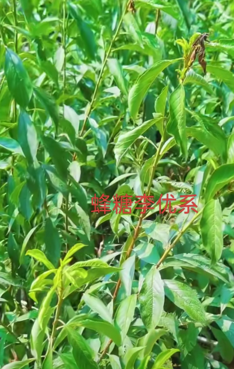 蜂糖李优系，龙李，蜂糖李子苗，李子新品种，全国包邮。