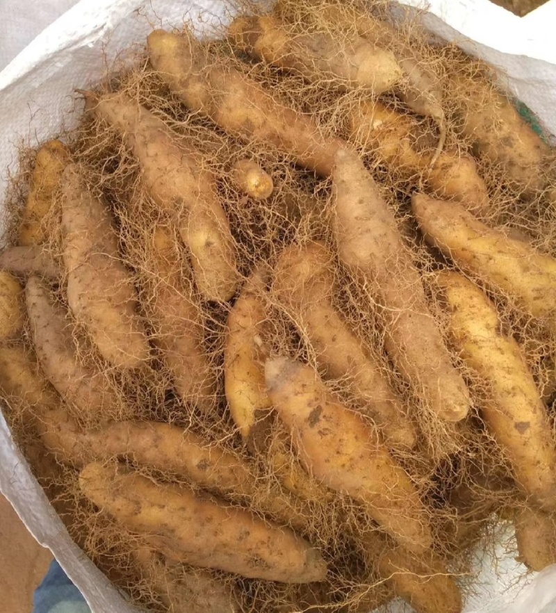 湛江精品毛薯！粉糯可口，大片基地一手货，全国发货。