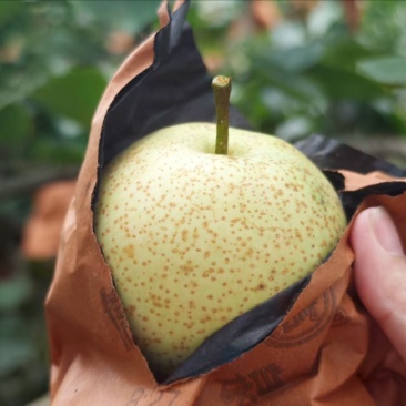 【品质保障】广西当季新鲜桂花梨套袋梨个大皮薄量大从优