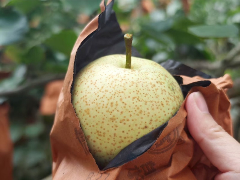 【品质保障】广西当季新鲜桂花梨套袋梨个大皮薄量大从优