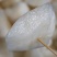 【品质保障】广西当季新鲜桂花梨套袋梨个大皮薄量大从优