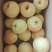 【品质保障】广西当季新鲜桂花梨套袋梨个大皮薄量大从优