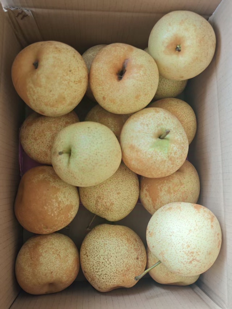 【品质保障】广西当季新鲜桂花梨套袋梨个大皮薄量大从优