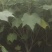 木芙蓉，单杆丛生木芙蓉，基地常年批发。各种规格。