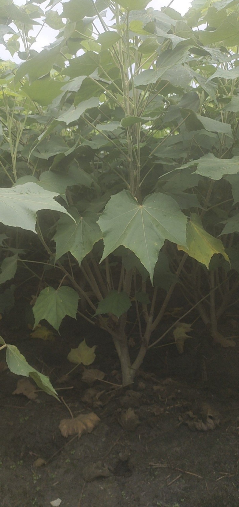 木芙蓉，单杆丛生木芙蓉，基地常年批发。各种规格。