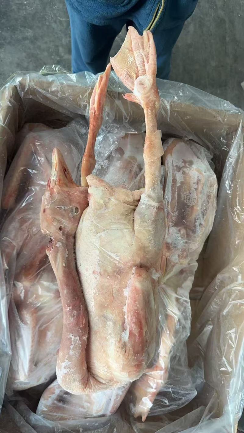 精品鸭头