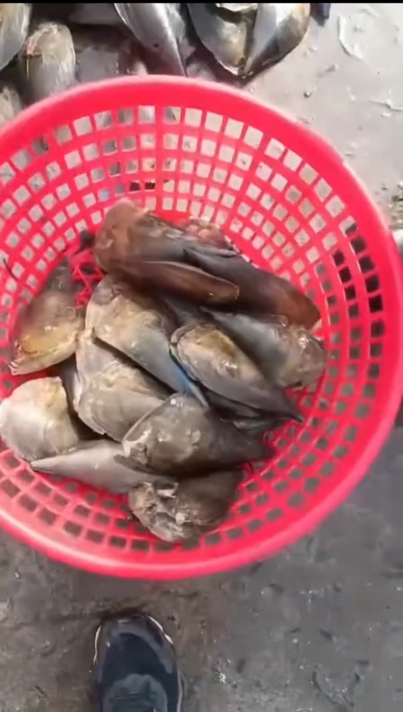 江瑶贝贻贝一手货源大量批发大中小规格欢迎来电咨询采购