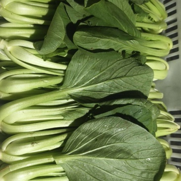 青根大叶片