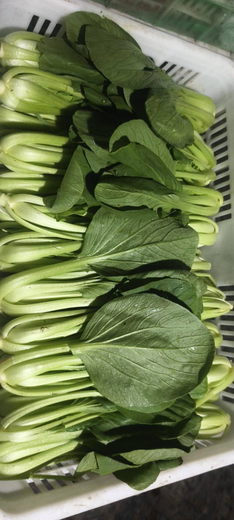 青根大叶片