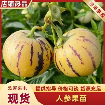 人参果苗山东寿光人参果树苗存活率高全国发货