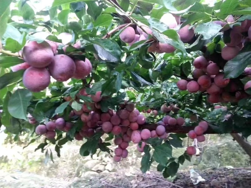 高山芙蓉李子，可代收，可代办，可老板自己过来协助你收货