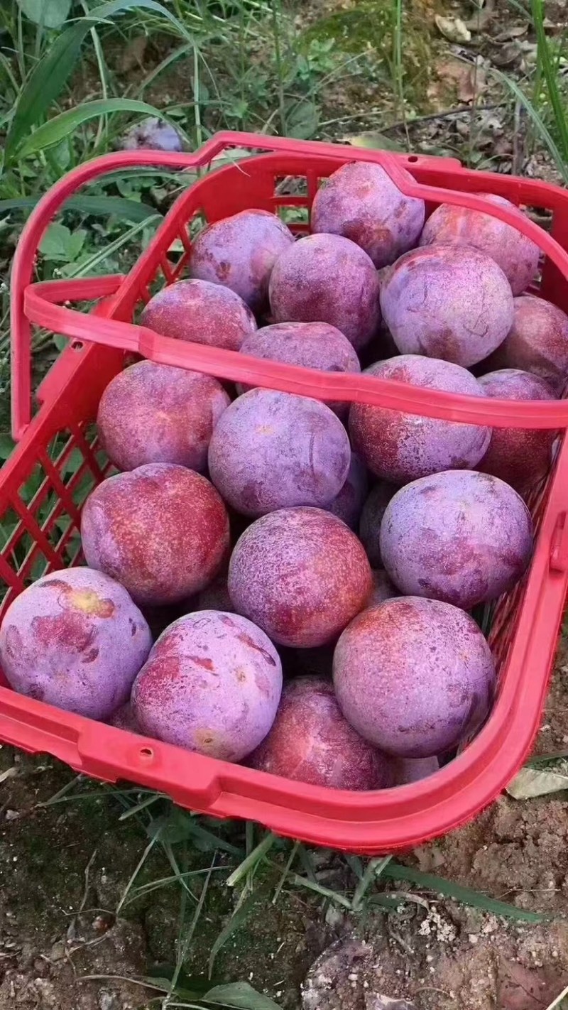 高山芙蓉李子，可代收，可代办，可老板自己过来协助你收货