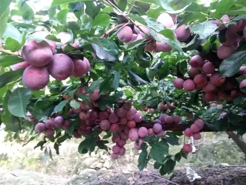 高山芙蓉李子，可代收，可代办，可老板自己过来协助你收货