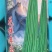 豇豆种子花样年华白籽白花翠绿色80-90厘米耐高温