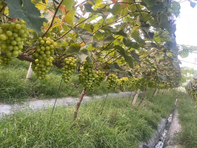 浙江地区推荐嘉兴阳光玫瑰葡萄品质保障现摘现发