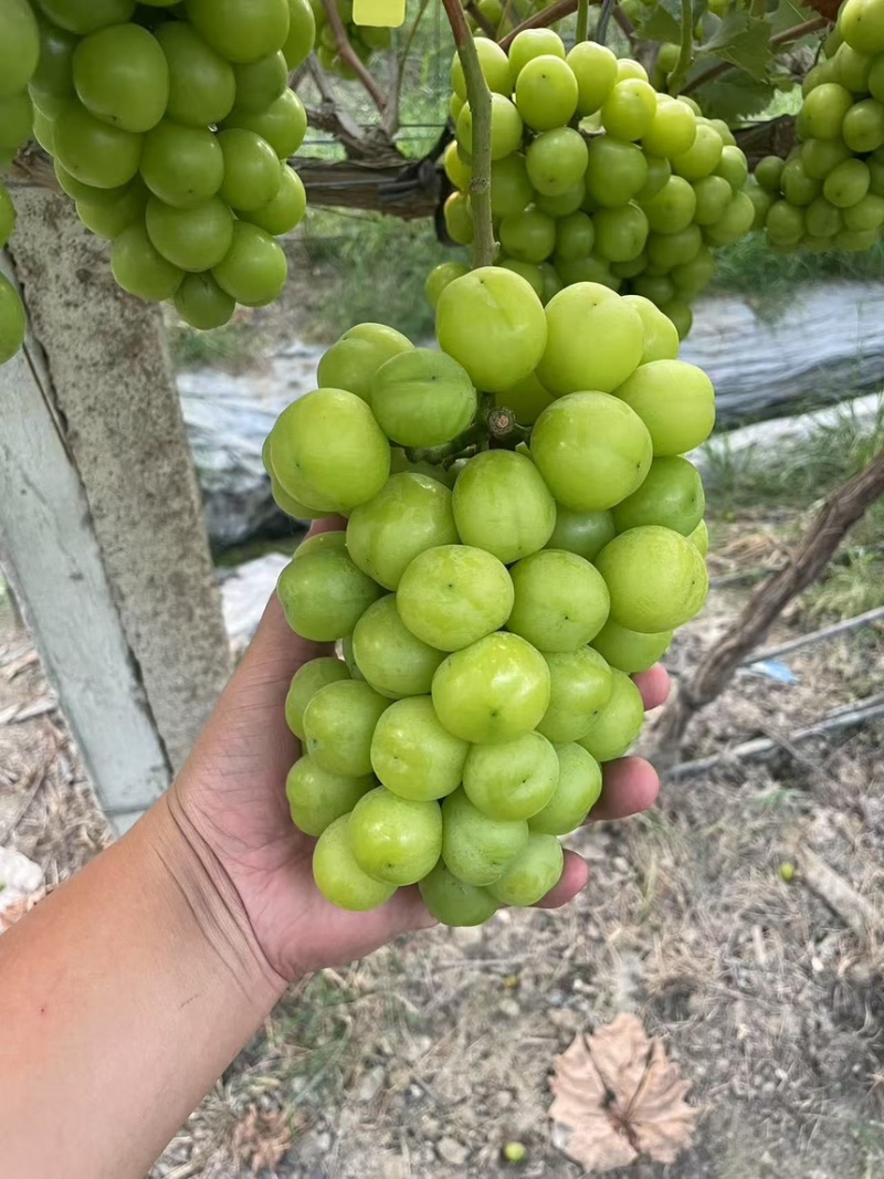 浙江地区推荐嘉兴阳光玫瑰葡萄品质保障现摘现发