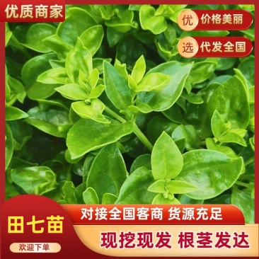 田七苗阳台盆栽寿光果蔬种苗全国发货
