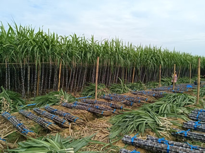 云南黑皮甘蔗1200亩基地直销，货源充足，质量保证，对接