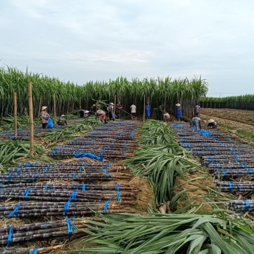 云南黑皮甘蔗1200亩基地直销，货源充足，质量保证，对接