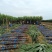 云南黑皮甘蔗1200亩基地直销，货源充足，质量保证，对接