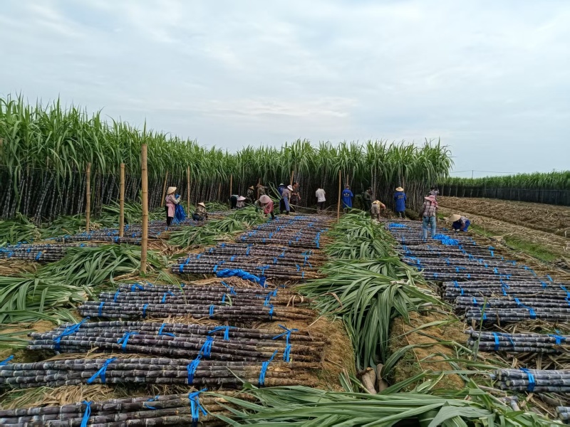 云南黑皮甘蔗1200亩基地直销，货源充足，质量保证，对接