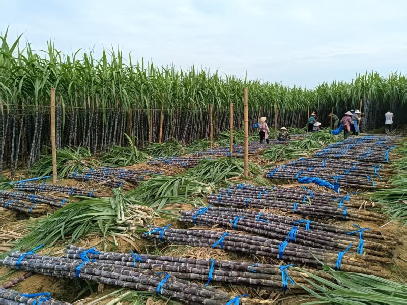 云南黑皮甘蔗1200亩基地直销，货源充足，质量保证，对接